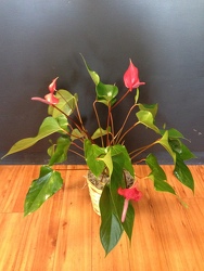 Anthurium plant from Faught's Flowers & Gifts, florist in Jonesboro