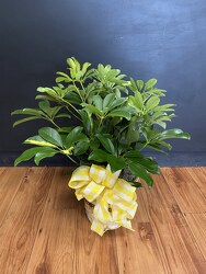 Arbicola Plant from Faught's Flowers & Gifts, florist in Jonesboro
