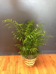 Palm Plant from Faught's Flowers & Gifts, florist in Jonesboro