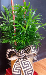 "Palm Plant" 4" Pot from Faught's Flowers & Gifts, florist in Jonesboro