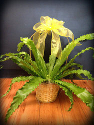 Birdnest Fern from Faught's Flowers & Gifts, florist in Jonesboro