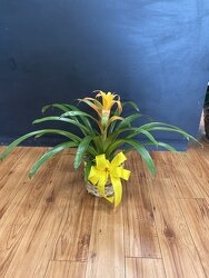 Bromeliad Plant from Faught's Flowers & Gifts, florist in Jonesboro