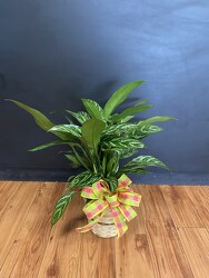 Chinese Evergreen Plant from Faught's Flowers & Gifts, florist in Jonesboro