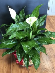 Peace Lily  from Faught's Flowers & Gifts, florist in Jonesboro