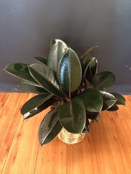 Rubber Plant from Faught's Flowers & Gifts, florist in Jonesboro